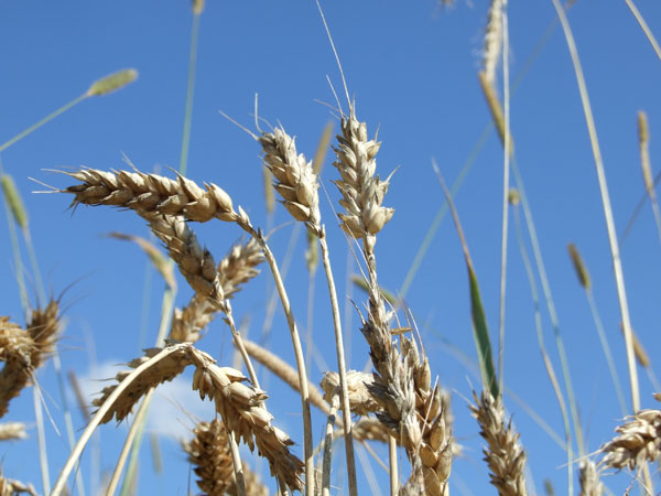 Grain Cleaning & Drying